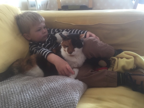 Please don't forget the older cats.