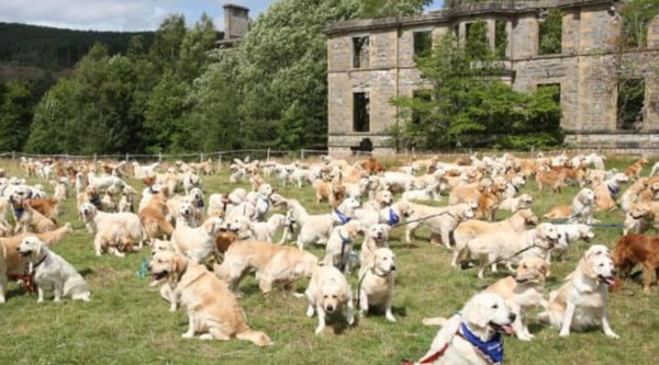 Golden retriever..?