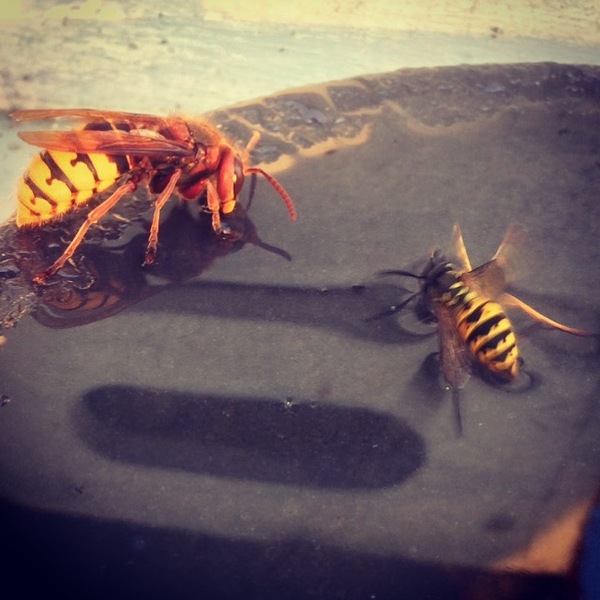 Ahhh, massive wasps