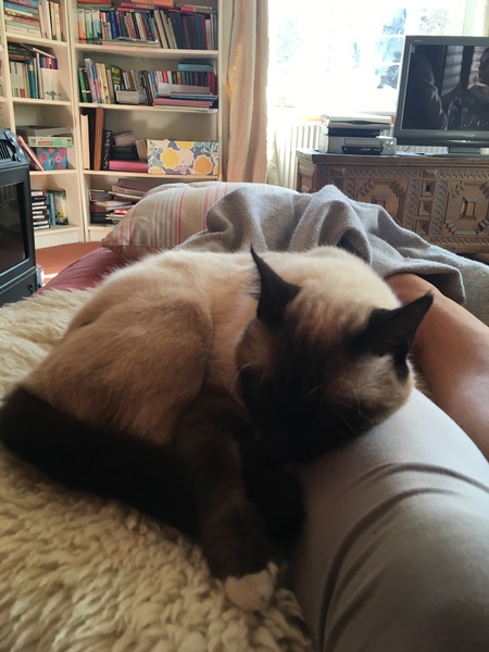 Anyone else really love their cat?