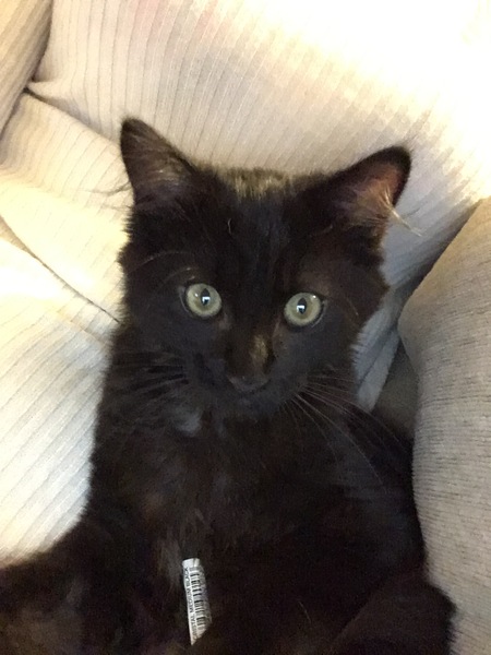 To ask if anyone can confirm sex of my kitten from photo?