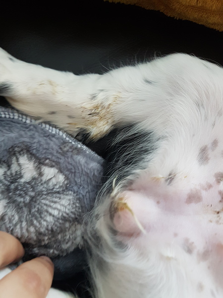 Any vets/ vet nurses about please? Infection?