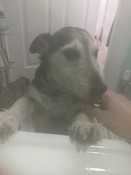 To think having an old dog is harder work than a baby?