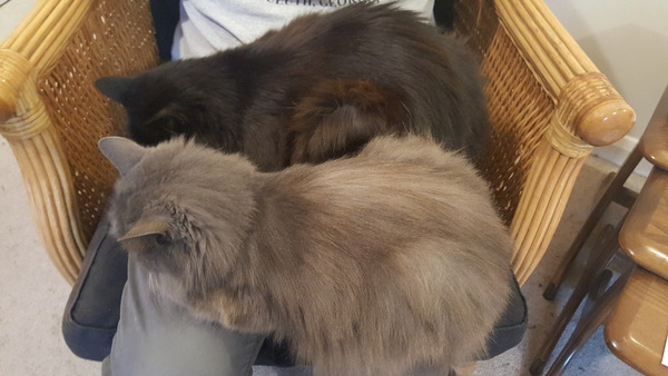 Is being pinned into bed by cats a legitimate reason to miss mass?!