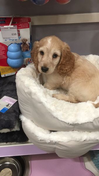 Anyone getting a puppy in the next few weeks?