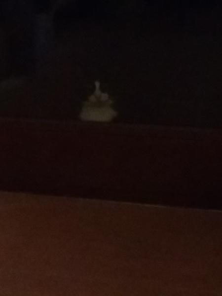A question for cat lovers and owners