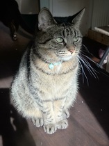 Can I become a person who is entirely unafraid of cats?