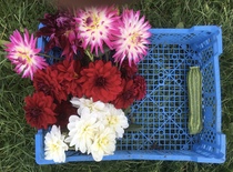 Allotment?Veg Patch Thread 13! Are we weathering the weather?