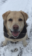 Show me your DPups!