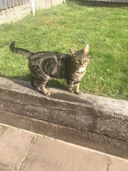 Cat going out, is a flap worth it?