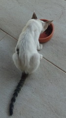 Name Our Kitten