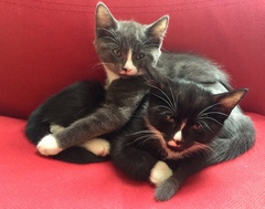 New kittens - Boys? Girls???