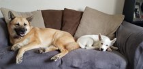 I would chew my left arm off for a lay in!