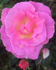 Any Witches Here ? Part 2