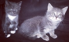 To think my new kitten is far too Cute?