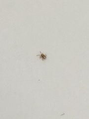 AIBU to ask you to help identify my bugs (pic)