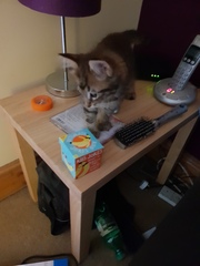 To think my new kitten is far too Cute?