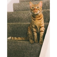To ask you to help me name my cat?