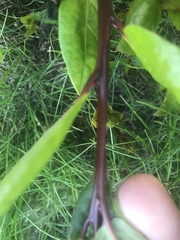Plant / weed id please