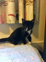 New kittens - Boys? Girls???