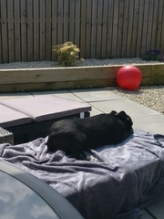 To have fallen in love with Staffies?