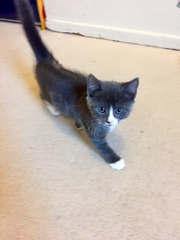New kittens - Boys? Girls???