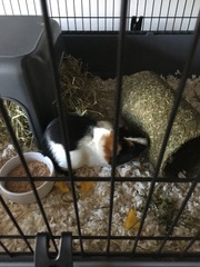 Welcome to new piggies!