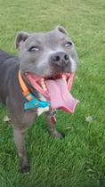 To have fallen in love with Staffies?