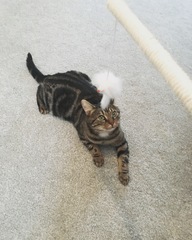 Anyone else really love their cat?