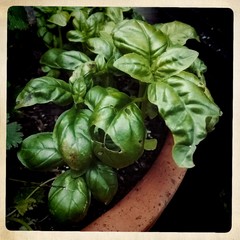 Can't seem to grow basil. Please help!