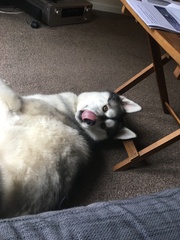 Show me your DPups!