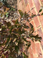 Lilac - help!