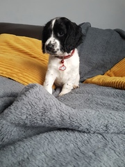 Show me your DPups!
