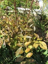 Plant ID help please