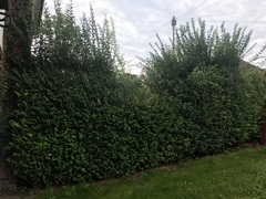 Neighbour hacked through the hedge ?