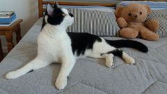 Anyone else really love their cat?
