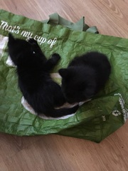 To ask you to help name my kittens?