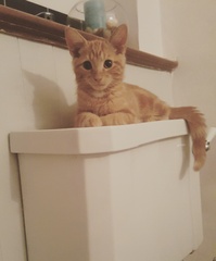 To think my new kitten is far too Cute?