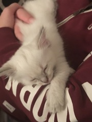 Who wants their daily kitten fix?