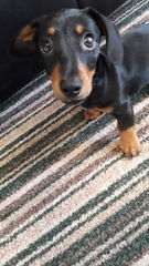 Show me your DPups!