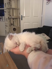Who wants their daily kitten fix?
