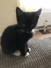 Kitten arriving Saturday