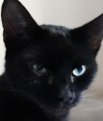 Cat's eye showing white but at bottom towards outer corner not inner