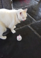 Please don't forget the older cats.