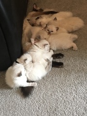 Who wants their daily kitten fix?