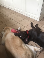 Show me your DPups!