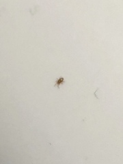 AIBU to ask you to help identify my bugs (pic)