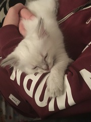 Who wants their daily kitten fix?