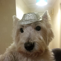 That one thing your dog does that makes you smile .