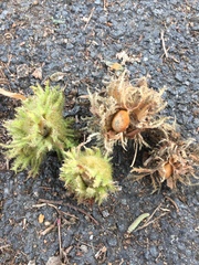 Tree similar to hazel - edible nuts?